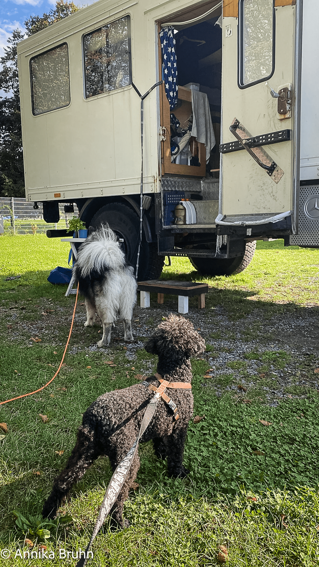 Bella und Q